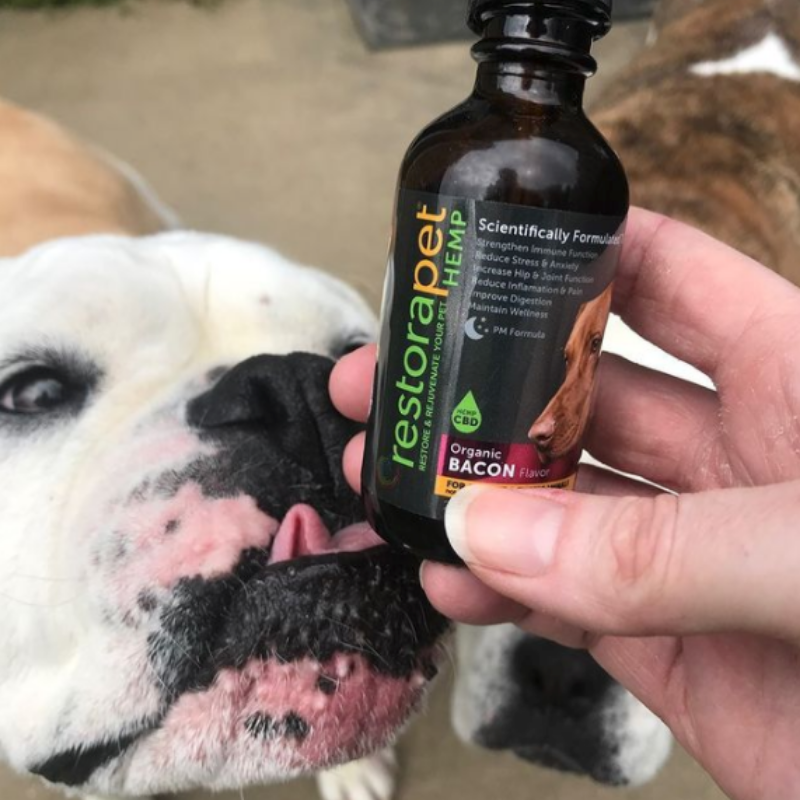 RestoraPet tweet media