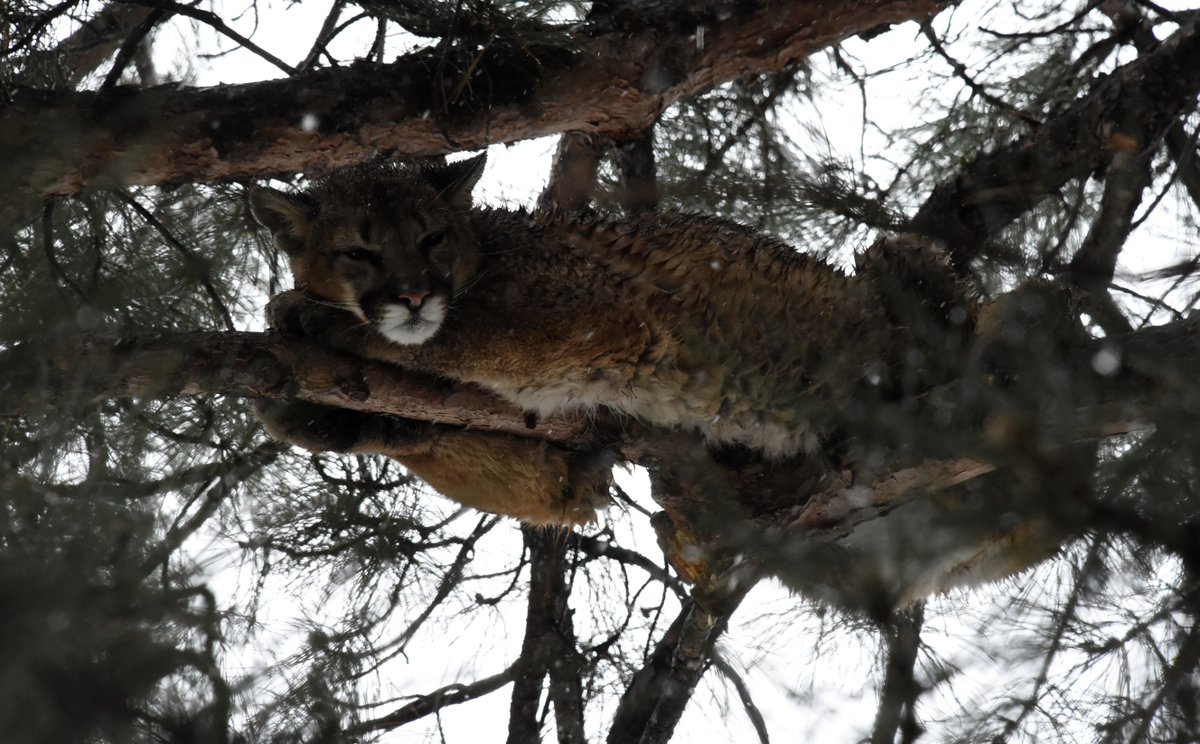 COParksWildlife's tweet image. Our four-part series on mountain lions is now live over on our YouTube page. 

Part 1: Lion biology &amp;amp; historical perspective
Part 2: Lion habitat &amp;amp; human expansion
Part 3: Hunting
Part 4: What to do if you encounter a mountain lion

Check them out: youtube.com/playlist?list=…