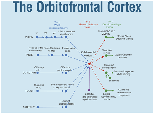 braincomms's tweet photo. Rolls et al. describe how orbitofrontal cortex implements emotion, reward value and reward-related decision-making and the effects of damage. @FudanUniv @warwickuni https://t.co/Z6Wbx9UIdh https://t.co/5QBh0WUIvI