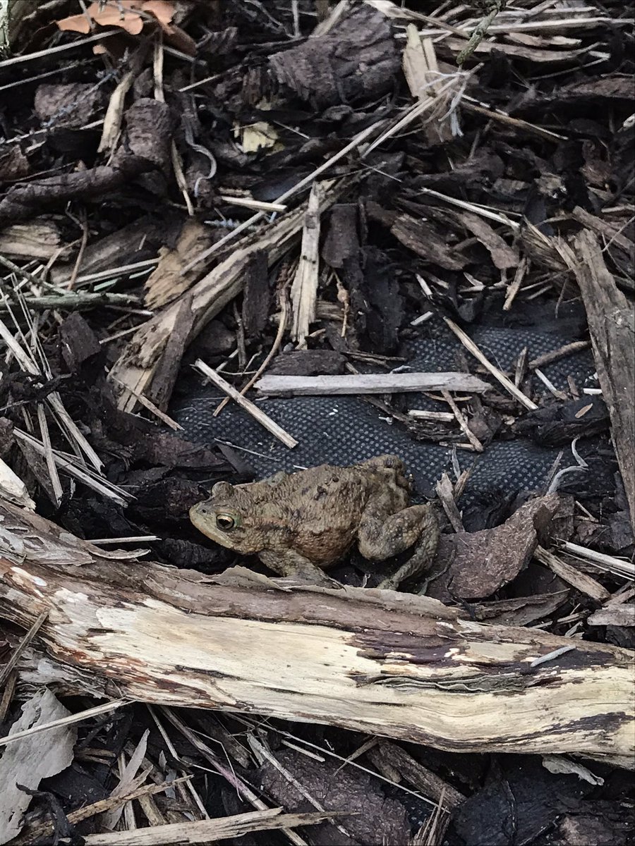 EsherBowlsClub's tweet image. A survivor Frog found in the #lawngreen gutter and returned to the hedge. Good looking specimen. Time to build a #FrogHotel . #Surreybowls #BowlsEng