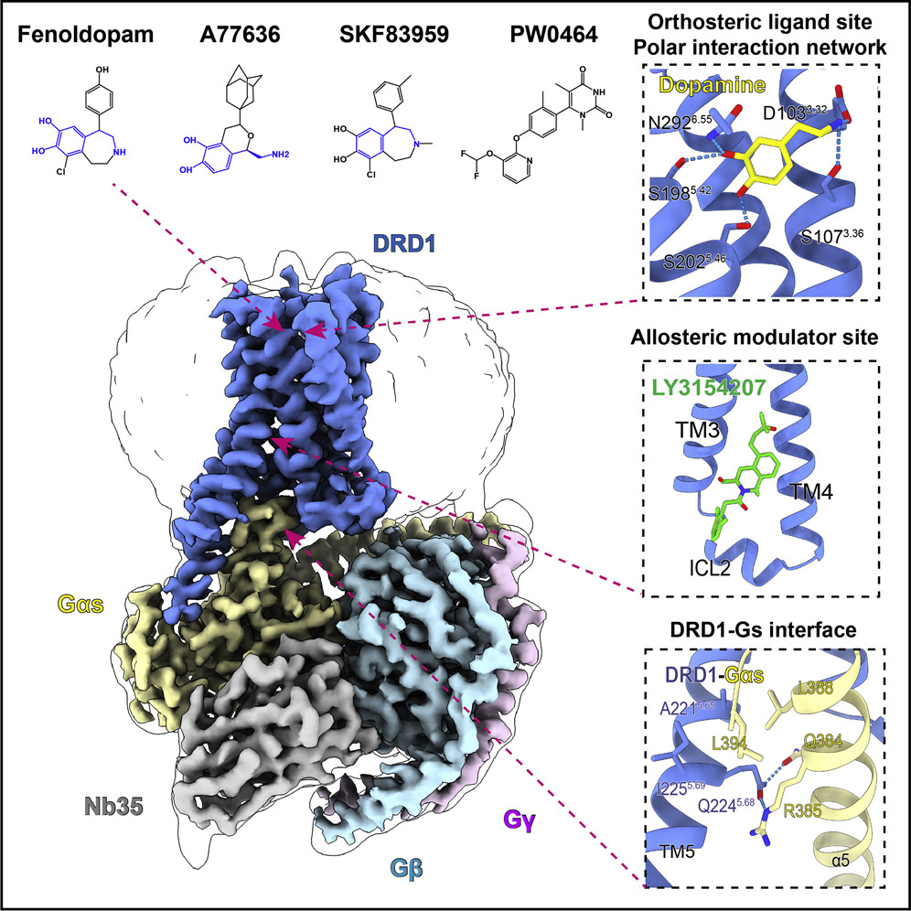 CellPressNews's tweet image. The #cryoEM structures of DR1 coupled to its G protein, in complex with important agonists, elucidates the #mechanism of G protein coupled #selectivity and will facilitate future drug discovery and design. hubs.ly/H0GMzpK0 #bps2021
