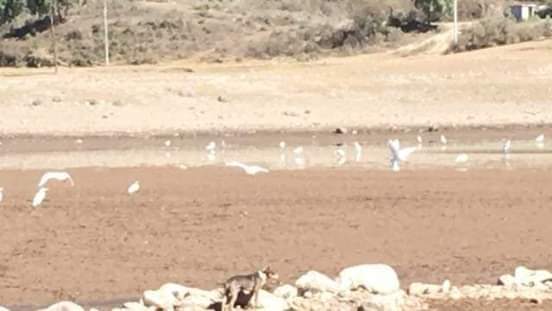 BessFrank's tweet photo. Enojo, impotencia y tisteza...
Intereses personales y un daño irreparable al ecosistema de la región. 
El señor @Silvano_A desvía el agua para sus aguacates y está destrozando no solo al paisaje sino a los habitantes de la región. 
 #tuxpanmichoacan
@ImagenTVMex 
@CiroGomezL https://t.co/ijcLssayZa