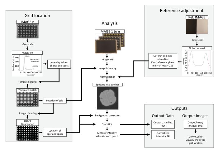 By combining time lapse images and software tools, scientists created a method to analyze bacterial growth on agar, allowing them to identify differences in reproductive fitness between individual strains in a sample. <a href="/mSystemsJ/">EIC Jack Gilbert</a> skyw.io/eNcA6P