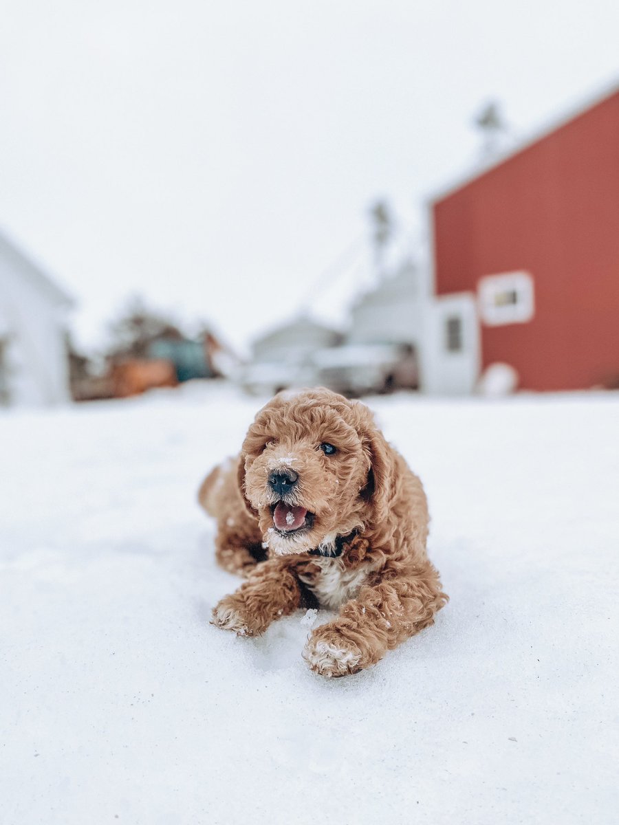 my new little farm dood is loving the snow 🤍