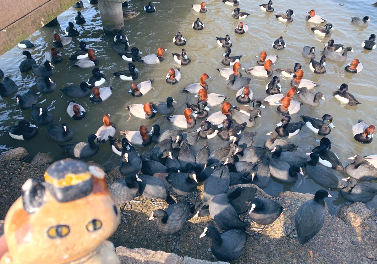 米六 こめろく 瓢湖に来たら向かいにある白鳥会館の中の キッチン自然堂 さんにも是非寄って下さいにゃん 農家のお母ちゃん達がやっているお店ですにゃん 定食の他に ラーメン そば うどん ドリンク類等 コロッケ60円 カリカリの衣に 滑らか 米六 こめろく 瓢湖に来たら向かいにある白鳥会館の中の キッチン自然堂 さんにも是非寄って下さいにゃん 農家のお母ちゃん達がやっているお店ですにゃん 定食の他に ラーメン そば うどん ドリンク類等 コロッケ60円 カリカリの衣に 滑らか
