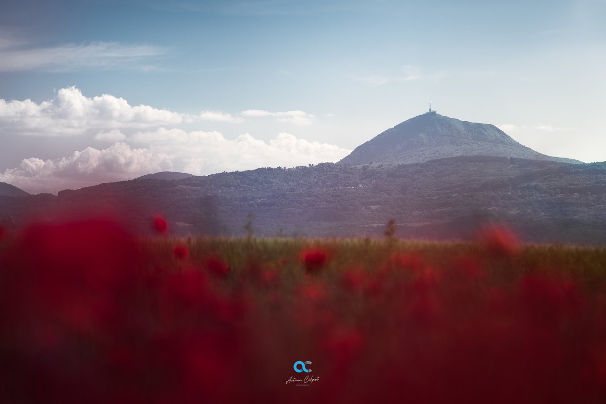 Antoine_Cibert's tweet photo. Les beaux jours approchant, il me tarde de pouvoir parcourir de nouveau les champs de coquelicots de la plaine de la Limagne ! https://t.co/FcIu7Ds7CC