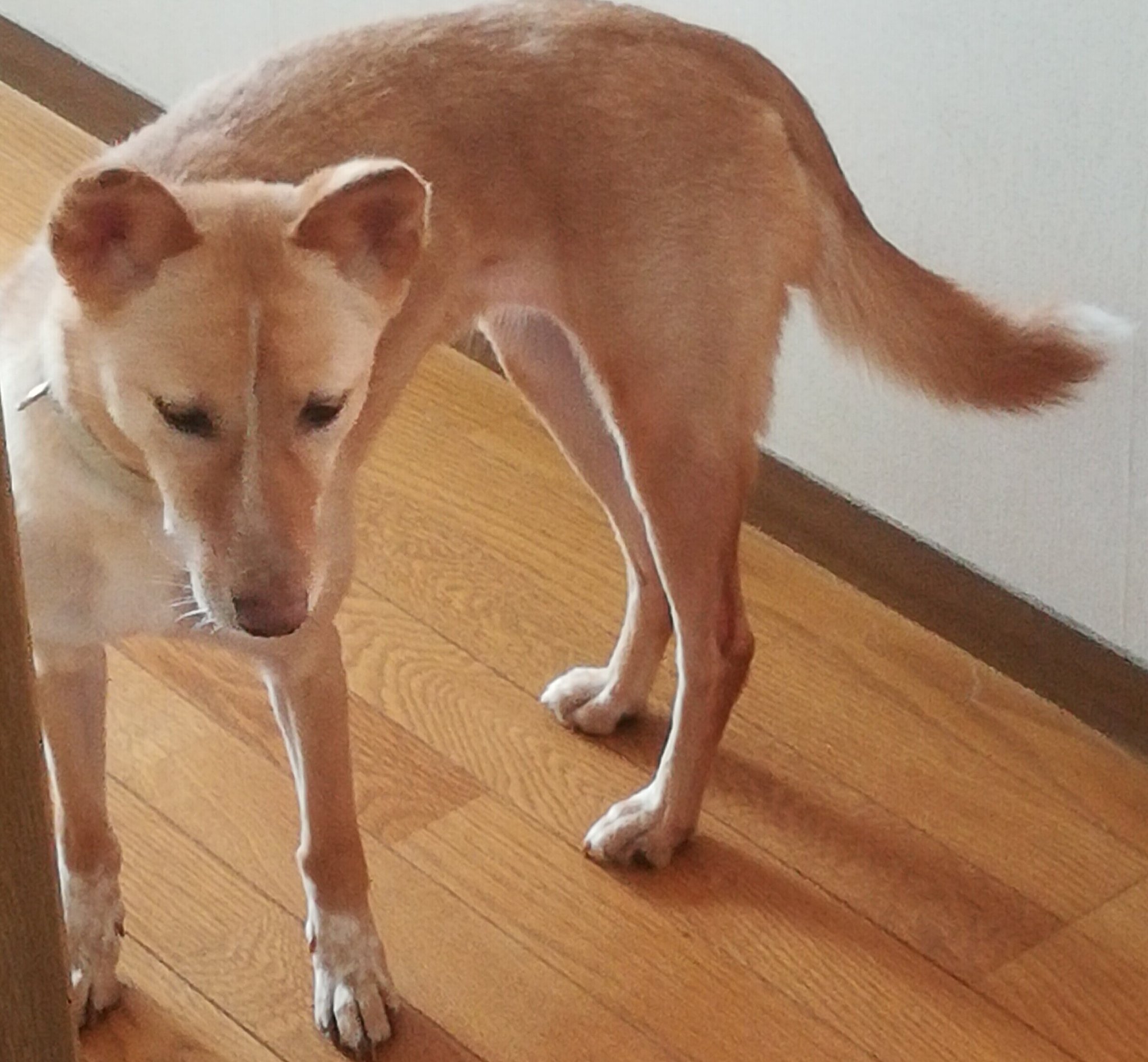 もこぞう 迷子犬もこを探しています 年7月30日 群馬県 藤岡市 上大塚から迷子にしてしまいました 情報をお持ちの方 どうかご連絡をお願い致します 市役所 警察署 愛護センターへ届出済です 中型犬13kg雑種メス 茶色細身4歳避妊済 尻尾の