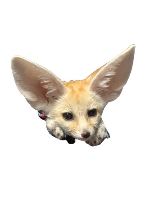 フェネックベビーのtwitterイラスト検索結果 フェネックベビーのtwitterイラスト検索結果