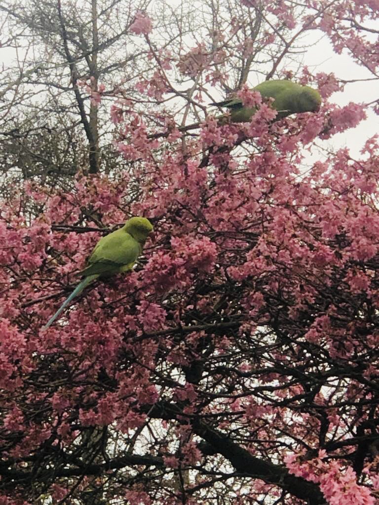 DandelionLon's tweet photo. @ChelsPhysicGdn have launched a glorious spring flower photo comp. A perfect way to get little people to notice the new life and spring bulbs bursting open all around us. https://t.co/JPpwRQYzEU 📸 #bloominglovely  #dandeliondiscoveries 🌸🦜📸 https://t.co/dbaGZGM03H