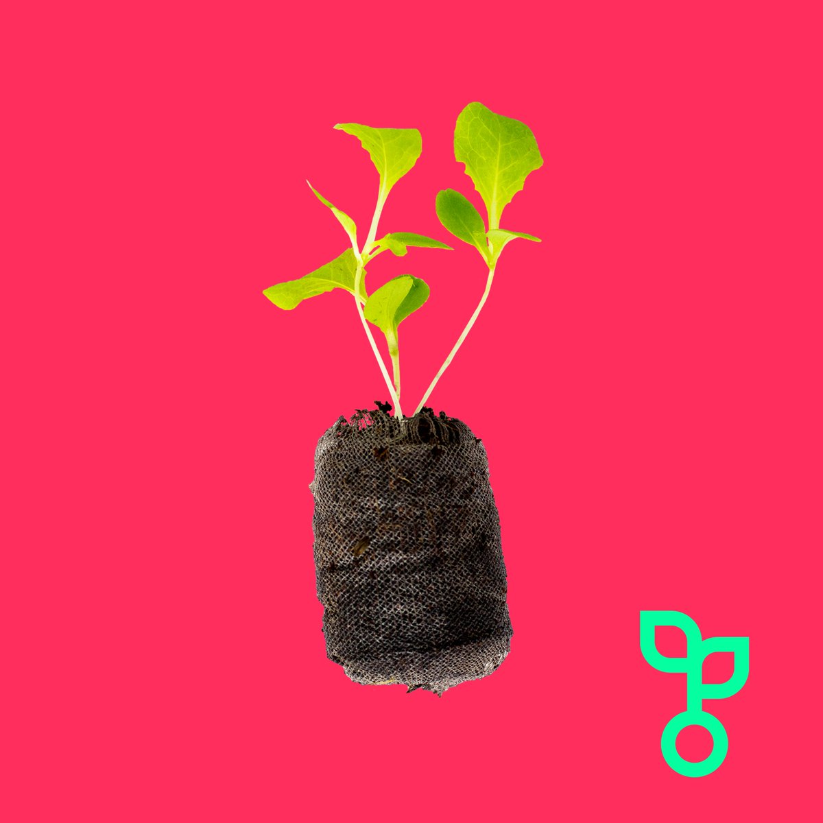 Grow your own plug plants at home!

#food #health #wellness #recipes #ingredients #london #shoplocal #verticalfarming #sustainability