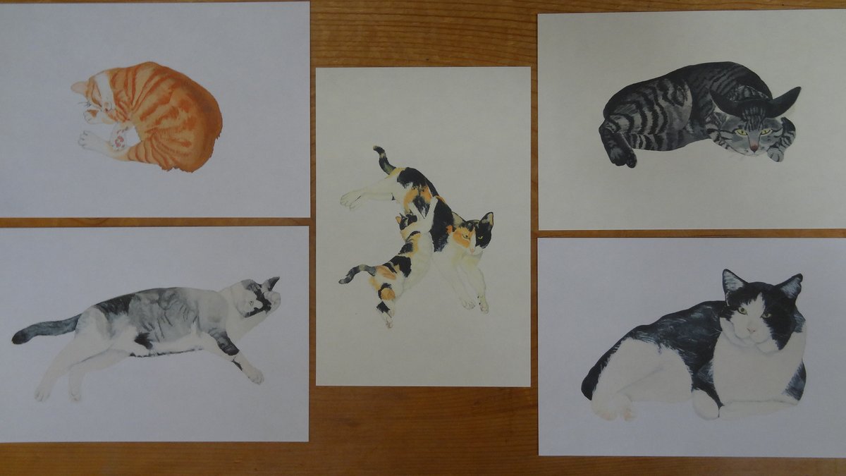 ねこ先生 Nekoteacher2 Twitter