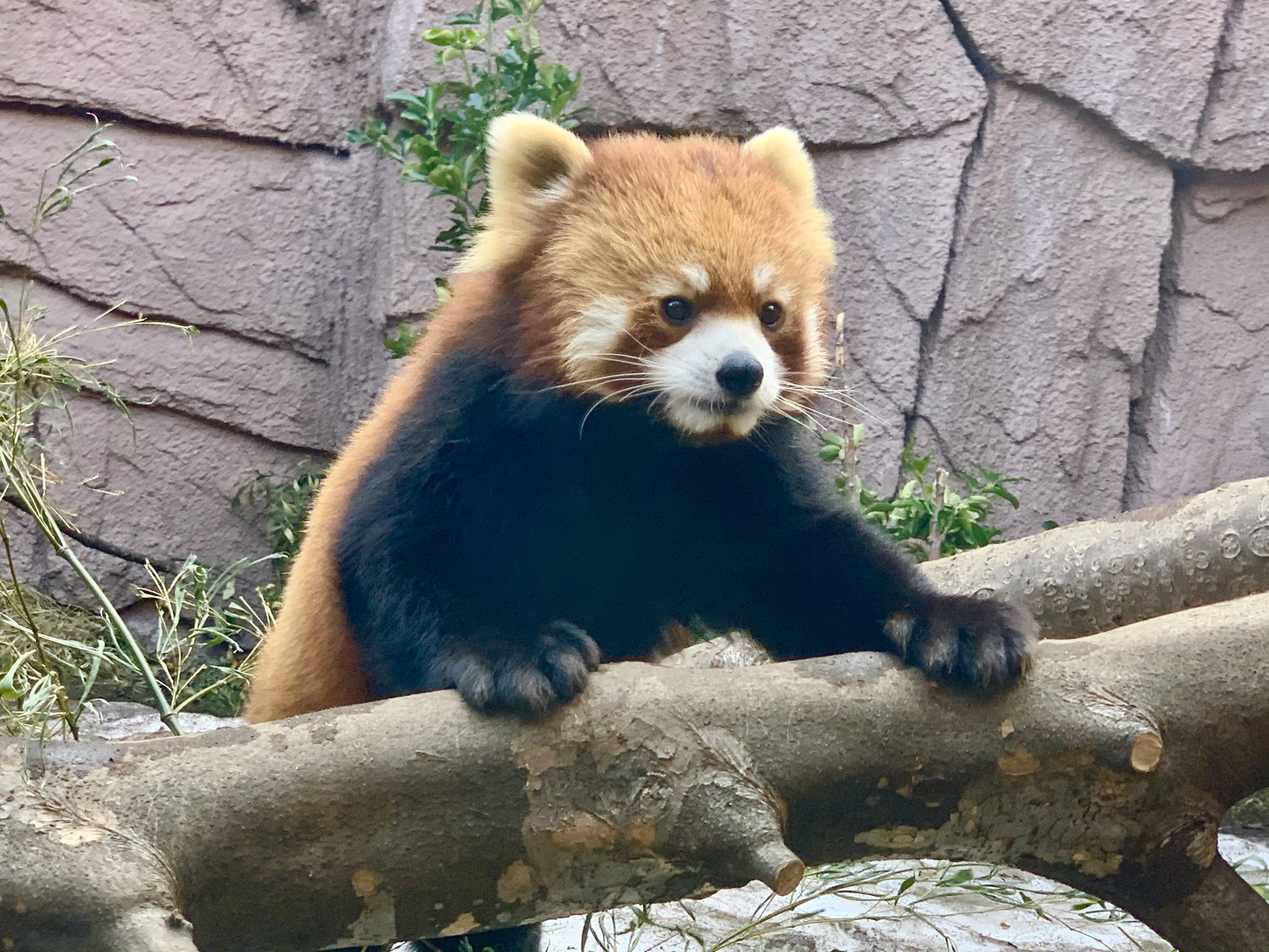 那須どうぶつ王国 与一は超イケメンパパ 那須どうぶつ王国 レッサーパンダ 那須与一 与一 よいち T Co Pwspxuditr Twitter