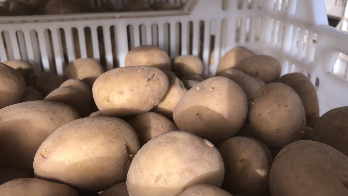 VanZwolLandbouw's tweet photo. De kiembakken met de vroegste rassen gaan naar buiten. Het voorjaar komt er aan! #veujoarindekop #oogst21 #frieslander https://t.co/Fy0ErPMmzr