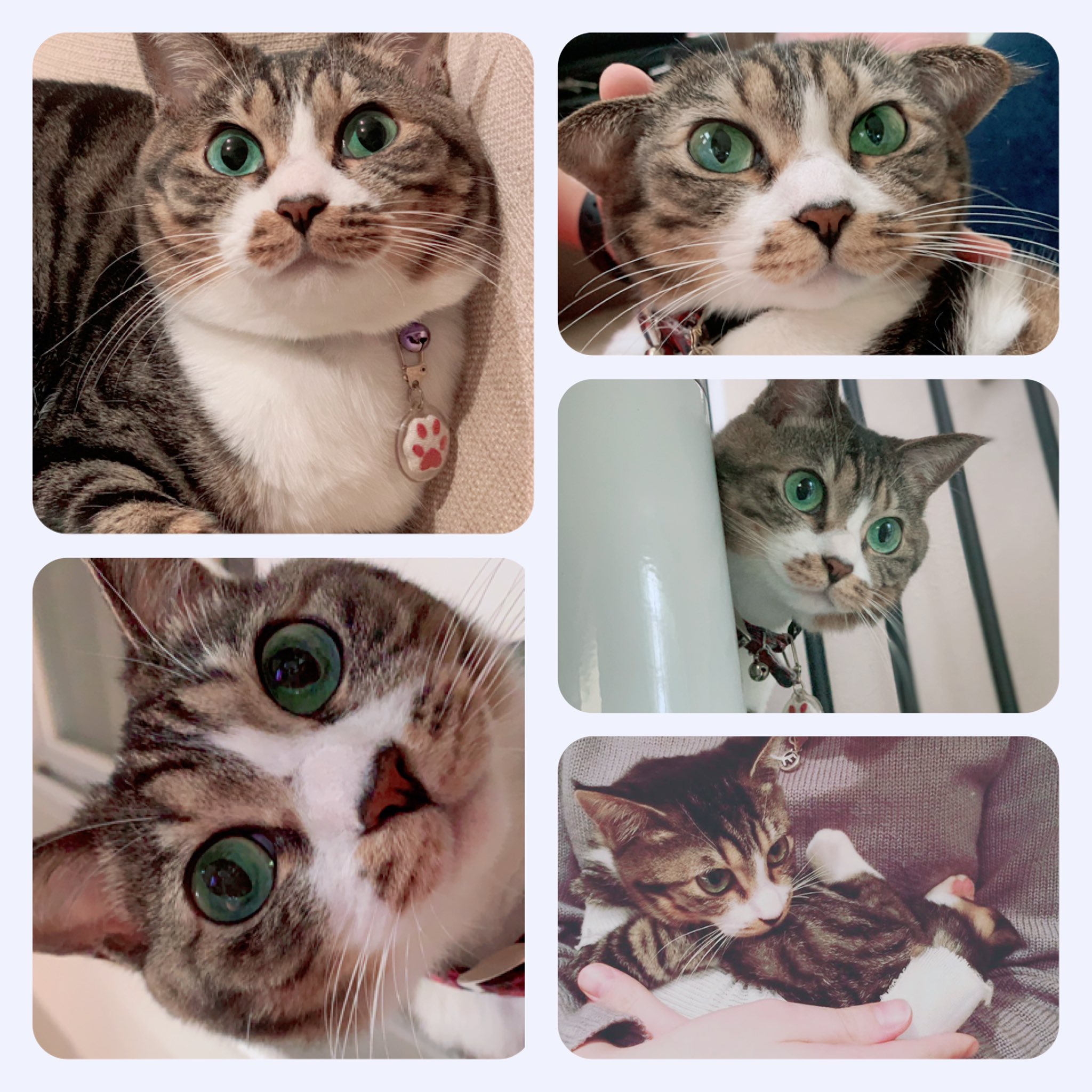 インスタキャット Twitter Search Twitter