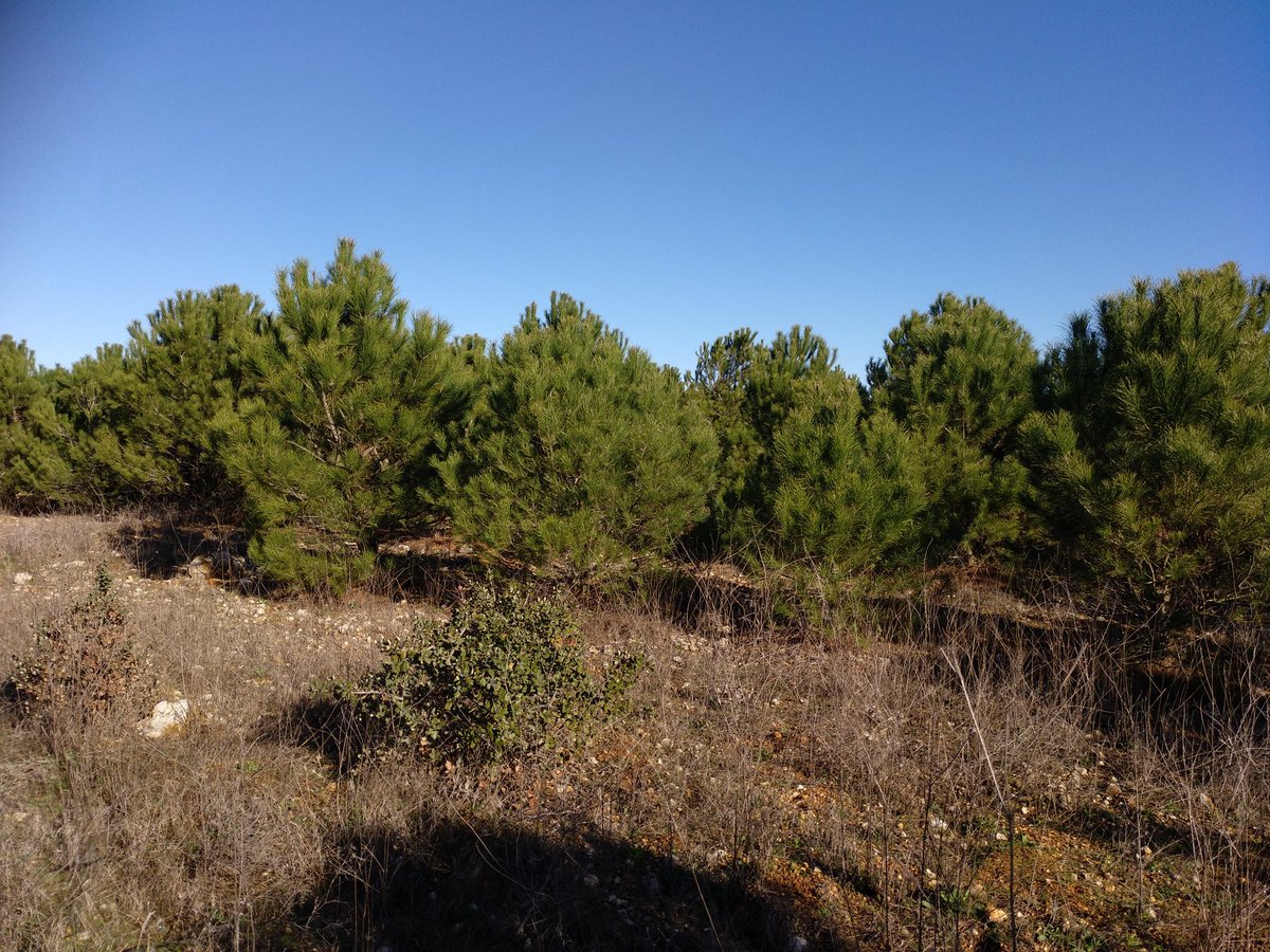 SoniaRoigGomez's tweet image. Hoy, prácticas de lujo en #RepoViv #GIF @montes_mnatural @La_UPM visitando repoblaciones con #Foresa y técnicos @jcyl