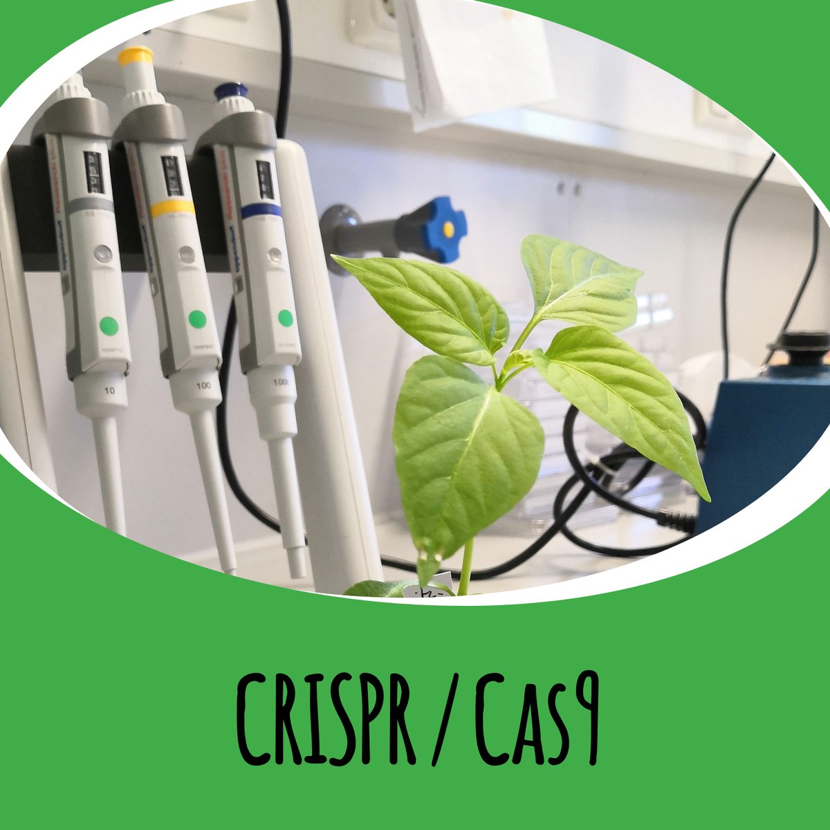 Heute ist @d_t_spencer wieder dabei und erklärt, wie das CRISPR / Cas9 Verfahren, die "Genschere" funktioniert. Und wie man es in der Pflanzenwelt benutzen kann!

nussschale-podcast.de/crispr/