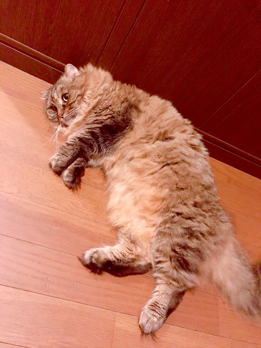 麝香猫は猫じゃないのTwitterイラスト検索結果。