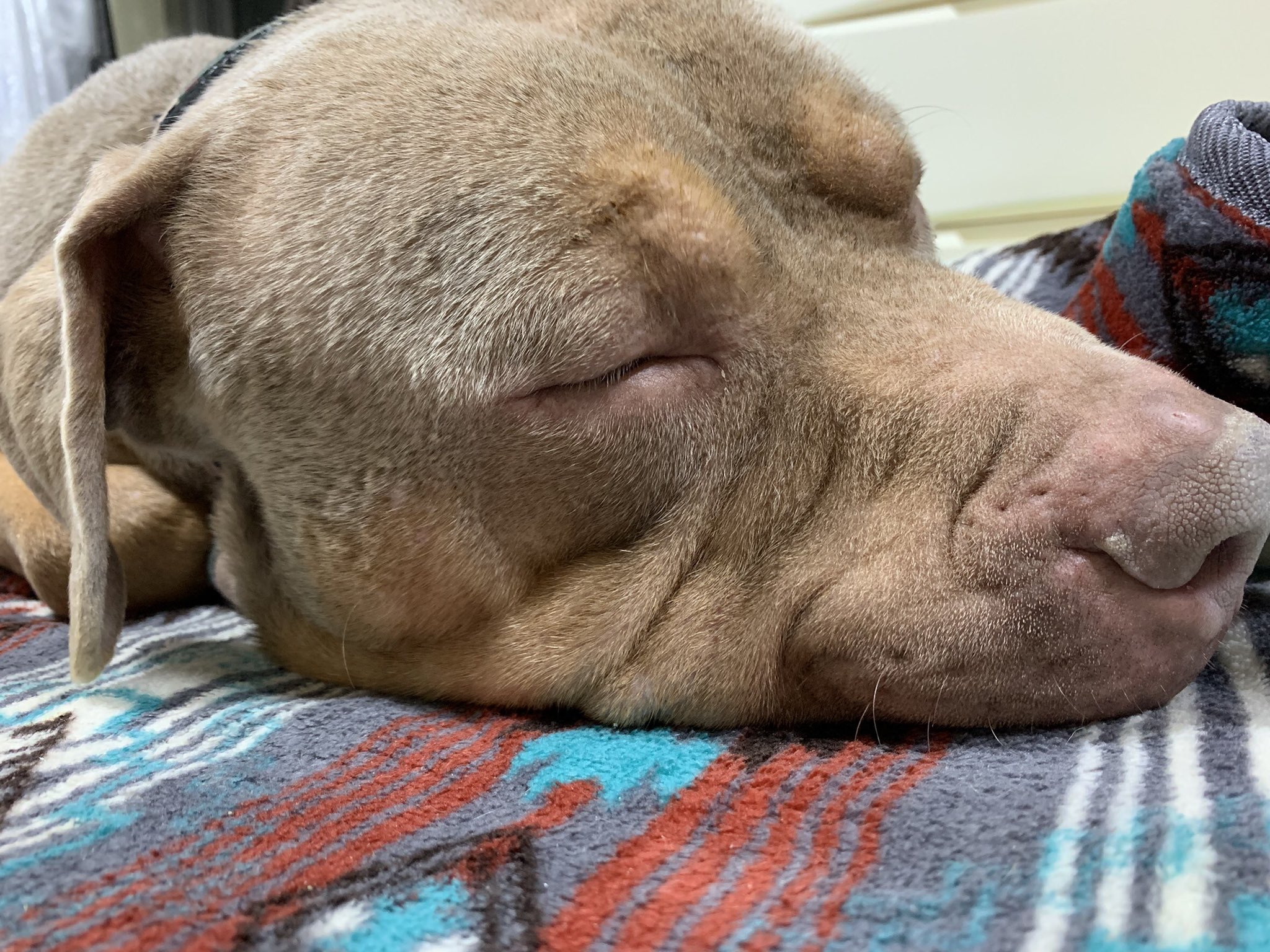 ウィズ アメリカンピットブル Pitbull With Twitter