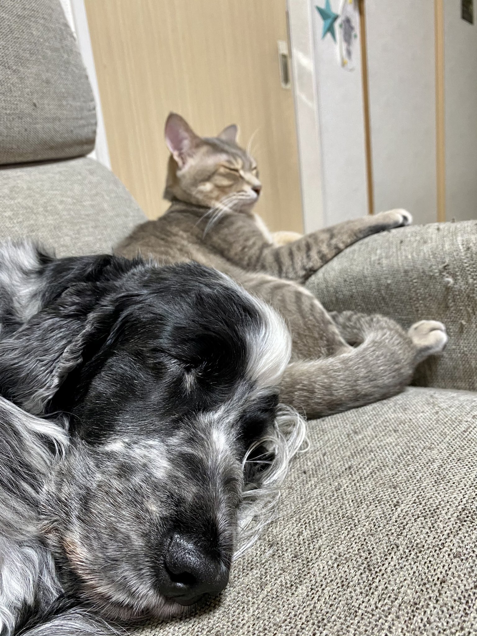 Rikyuneko Rikyuneko1 Twitter