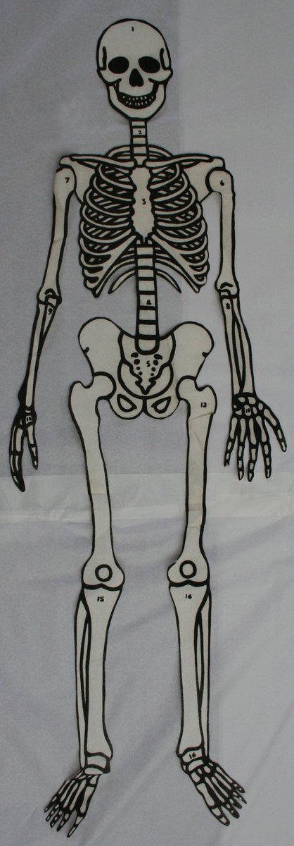 TeviotPlace's tweet photo. #Flannelgraph with 'fuzzy felt' organs, used by school teachers, 1950s. The instruction leaflet describes this as “cheap & portable & full potential will only be achieved by a combination of skilful handling & artistic imagination” - and presumably some knowledge of #anatomy! https://t.co/3DlJdyH5JY