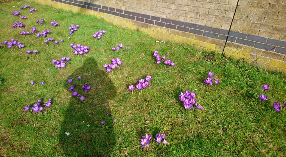 #Rotary through our local club Brandon and District we have planted over 2000 purple crocus around the town in our show of support to <a href="/endpolionow/">EndPolioNow</a>