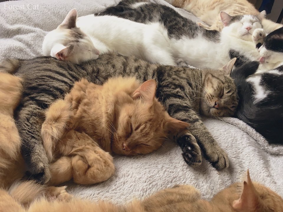 Forest Cat Cafe Forestcat Twitter