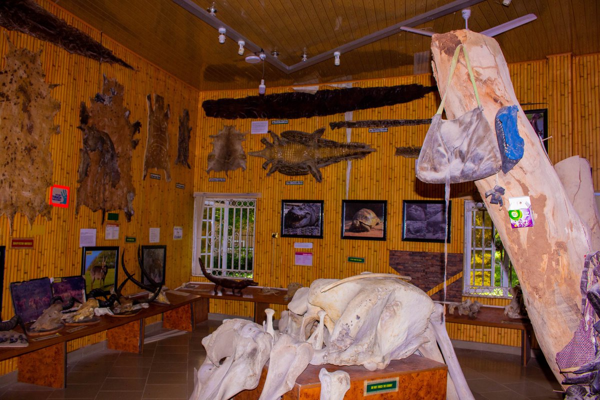 Visit our Museum and learn about Yankari's rich history and cultural heritage, well stocked with a variety of skins, tusks, bones, It is educational while also acting as a conservation centre, displaying hunting gear and traps taken from poachers

Visit us today
