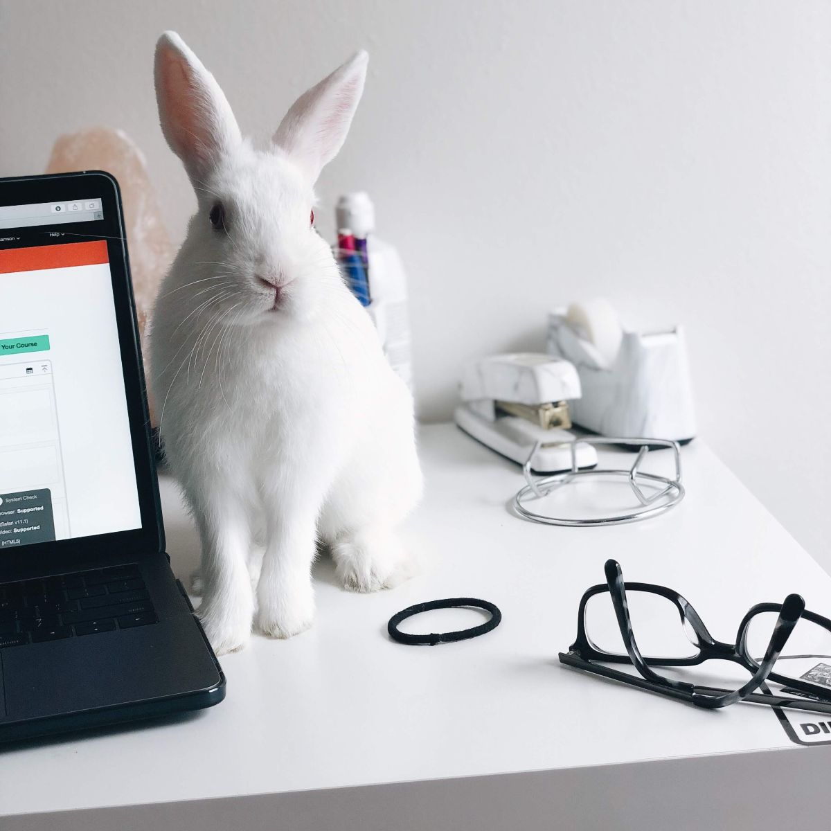 No, it's not easter yet but if you want to take your INNES online classes with your pet bunny by your side - go for it! This is one of the advantages of taking your classes from home as well as.  
And don´t forget: stay ommmmmmmmmmmmmline... 
*|innesvienna.net|*
