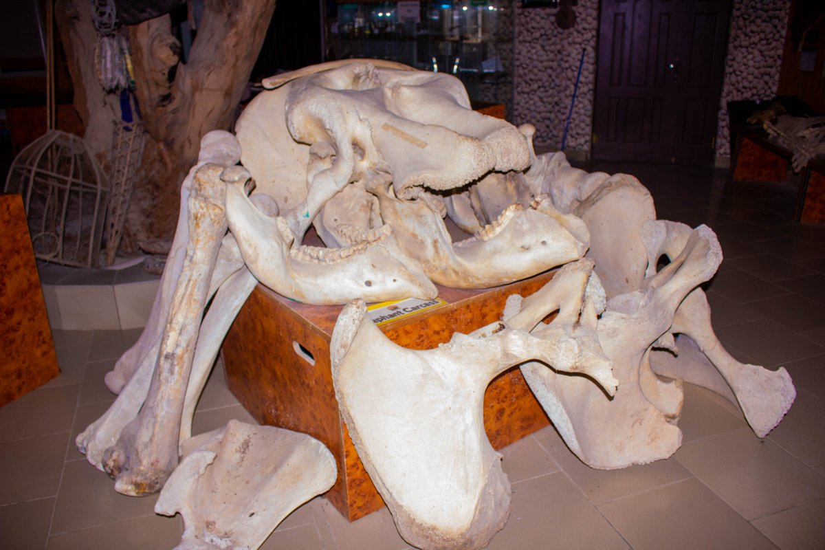 Yankari Game Reserve tweet media