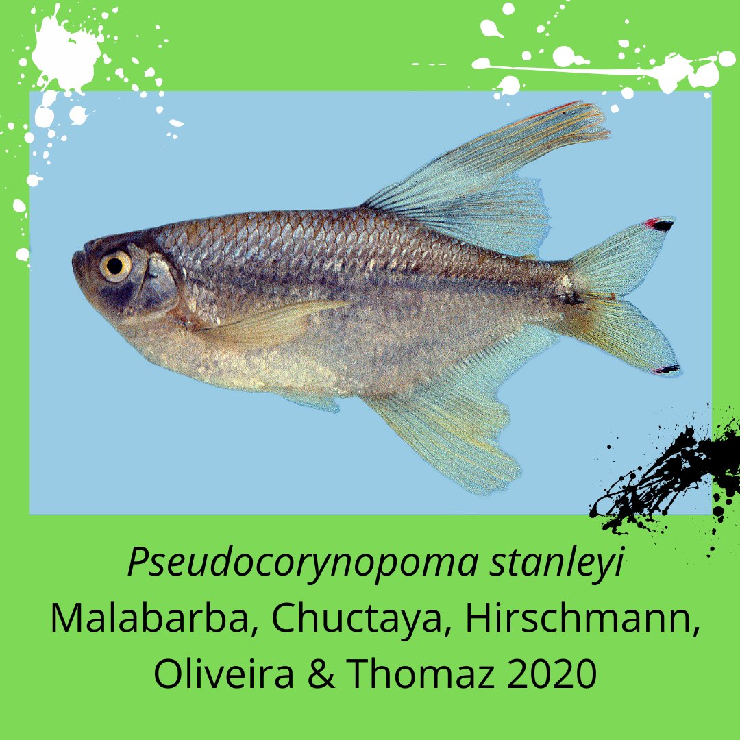 PPGBAN's taxonomic retrospective: new species described by the Ichthyology Lab in 2020:
Acanthobunocephalus scruggsi, Hemiodus tucupi, Knodus angustus, Mastiglanis yaguas,
Odontocharacidium varii, Odontostilbe pacaasnovos, Pseudocorynopoma stanleyi,
Varicharax nigrolineatus.