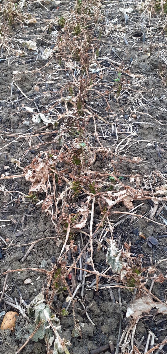 This OSR 2 weeks ago prior to heavy frosts looked fine, slightly backward but healthy...