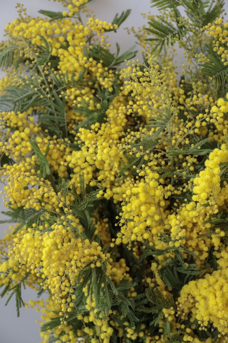 FlowersHoek's tweet photo. MIMOSA 💛🤩
Mimosa makes us think of our trip to Italy and France with our florists. The big yellow trees full of Mimosa were so impressive! They stole our hearts.  
#hoekflowers #mimosa #frenchflowers #italianflowers #florist #flowerlover #floristlife #flowerpower #flowershop https://t.co/JiFaUx1n1C