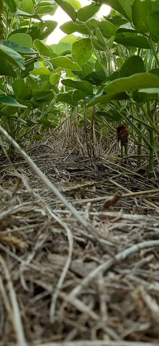 pelayoagronomia's tweet photo. Les compartimos #CultivosDeSoja sobre #Centenos de cobertura🌱👉Presentan un stand de plantas más uniforme👉Una mejor condición ante períodos de estrés hídrico y térmico ¡Contactanos! 📲 #ElCampoPrimero #OptimizamosTuCampo https://t.co/B7QNpNwNMD