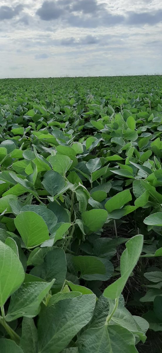 pelayoagronomia's tweet photo. Les compartimos #CultivosDeSoja sobre #Centenos de cobertura🌱👉Presentan un stand de plantas más uniforme👉Una mejor condición ante períodos de estrés hídrico y térmico ¡Contactanos! 📲 #ElCampoPrimero #OptimizamosTuCampo https://t.co/B7QNpNwNMD