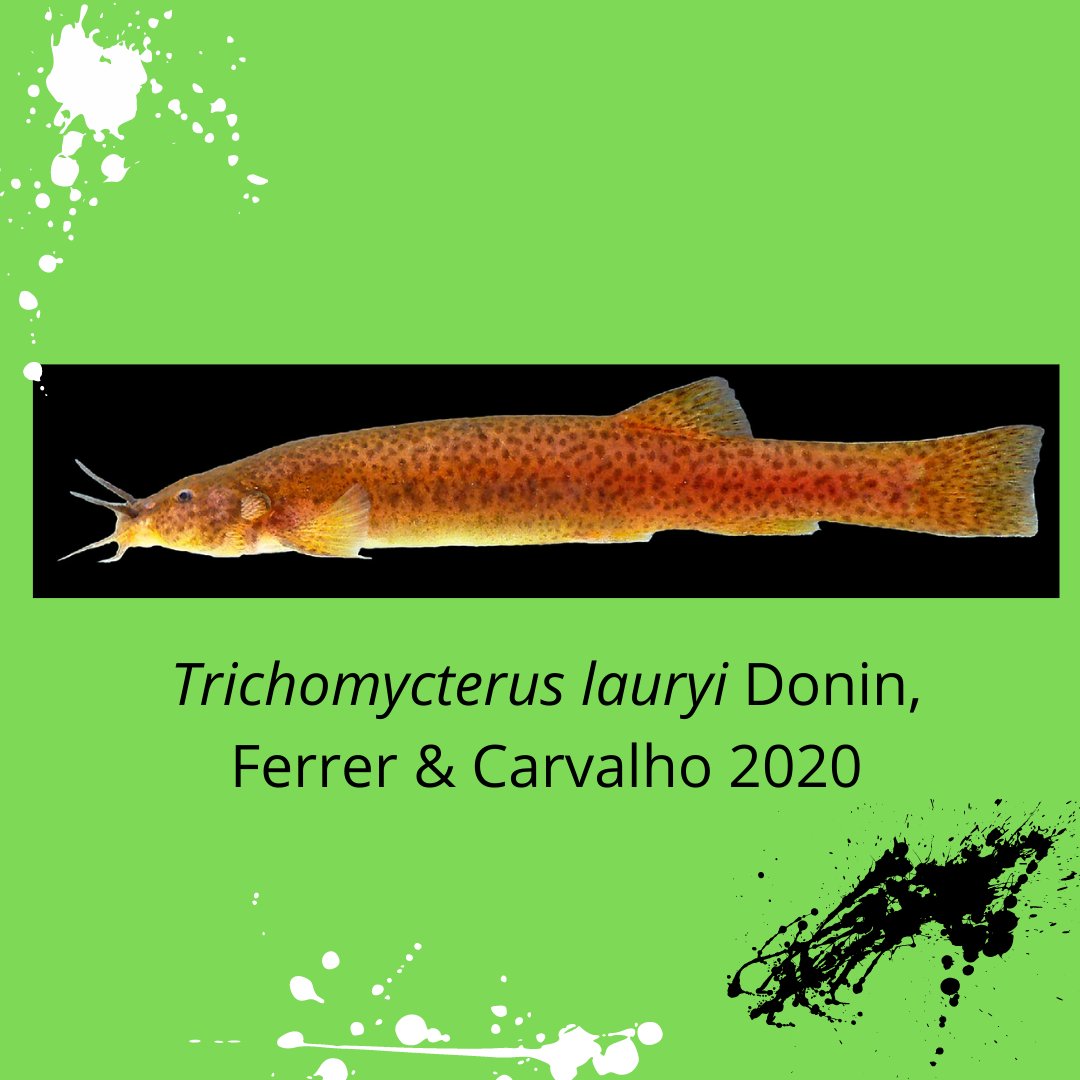 AND...Scleronema guapa, Scleronema ibirapuita, Scleronema macanuda, Scleronema mate, Scleronema milonga, Scleronema teiniagua, Trichomycterus lauryi.