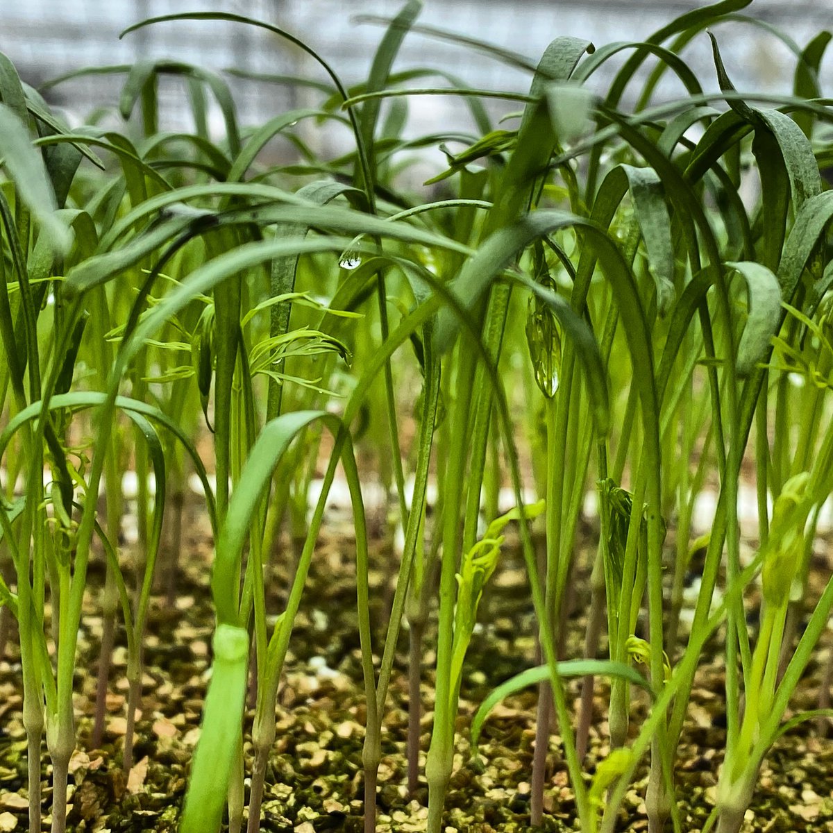 Gardeners Kitchen tweet media