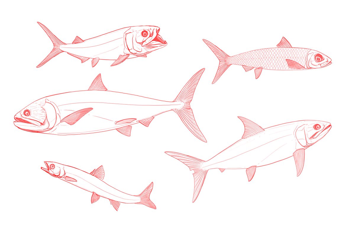HBivittatus's tweet photo. All the sketches I did for #FossilFishWeek. https://t.co/XKmY4M0lYU
