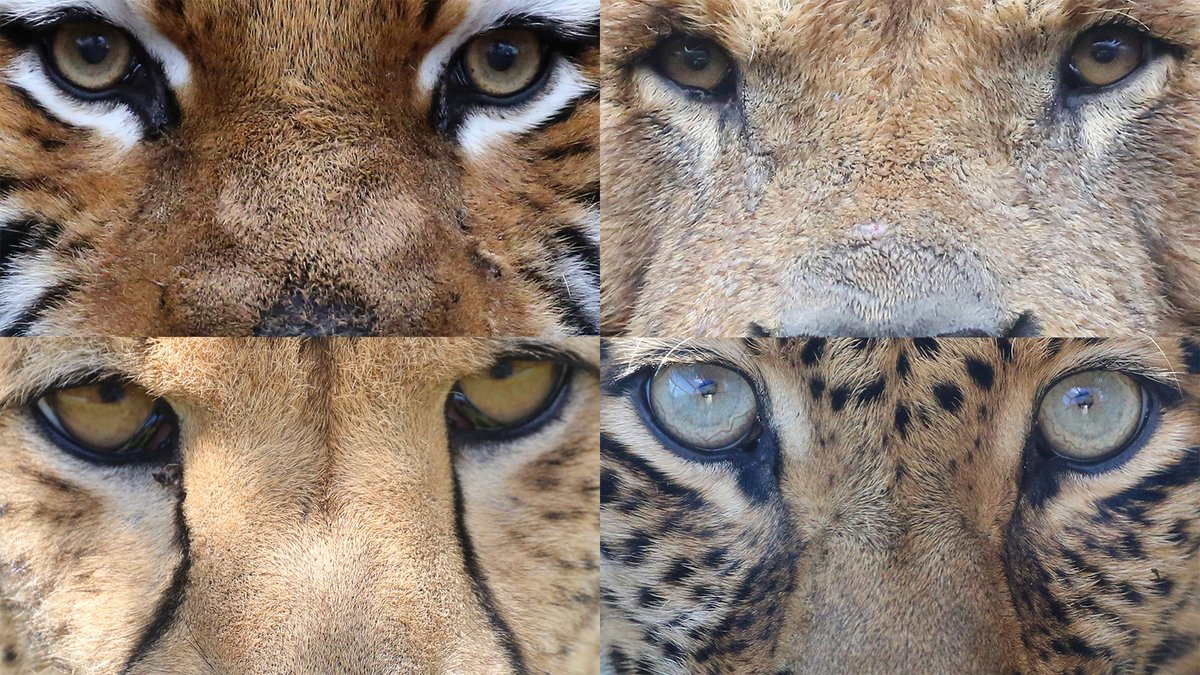 富士サファリパーク公式 ネコの日 最後のツイートは ネコ科の動物たちの 目 です トラ ライオン チーター ヒョウ を並べてみると 同じネコ科ですが 目の色が異なります そして 目の周囲の模様も加わり それぞれが個性的で魅力的 猫の日 ネコ 富士サファリパーク公式 ネコの日 最後のツイートは ネコ科の動物たちの 目 です トラ ライオン チーター ヒョウ を並べてみると 同じネコ科ですが 目の色が異なります そして 目の周囲の模様も加わり それぞれが個性的で魅力的 猫の日 ネコ