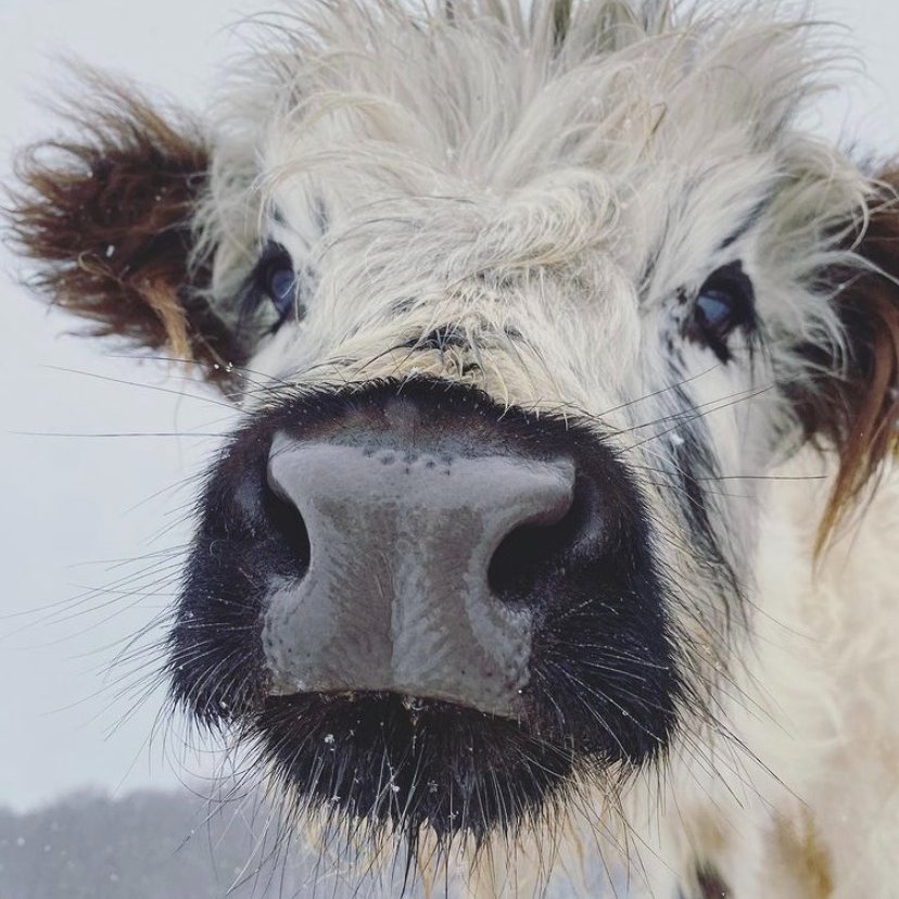 Cow of the Day🐮 (@CowoftheDay1) on Twitter photo 2021-03-02 00:09:23 📅 28th February 2021 🐮 Delilah 🏷️ Instagram/minimooandcrew 💕#animaloftheday 📅 28th February 2021 🐮 Delilah 🏷️ Instagram/minimooandcrew 💕#animaloftheday