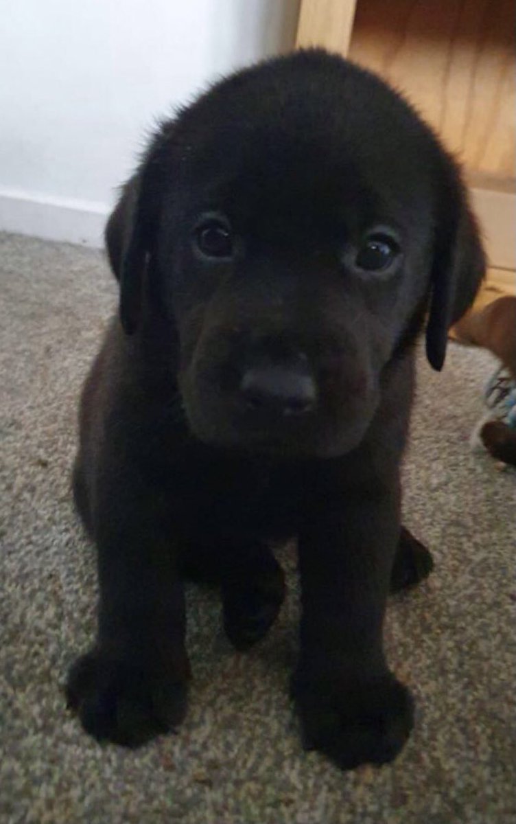Now I have emailed parents, staff and governors ... I am delighted to announce our new school doggy to the world ... no name yet... but here he is!!!
#schooldog