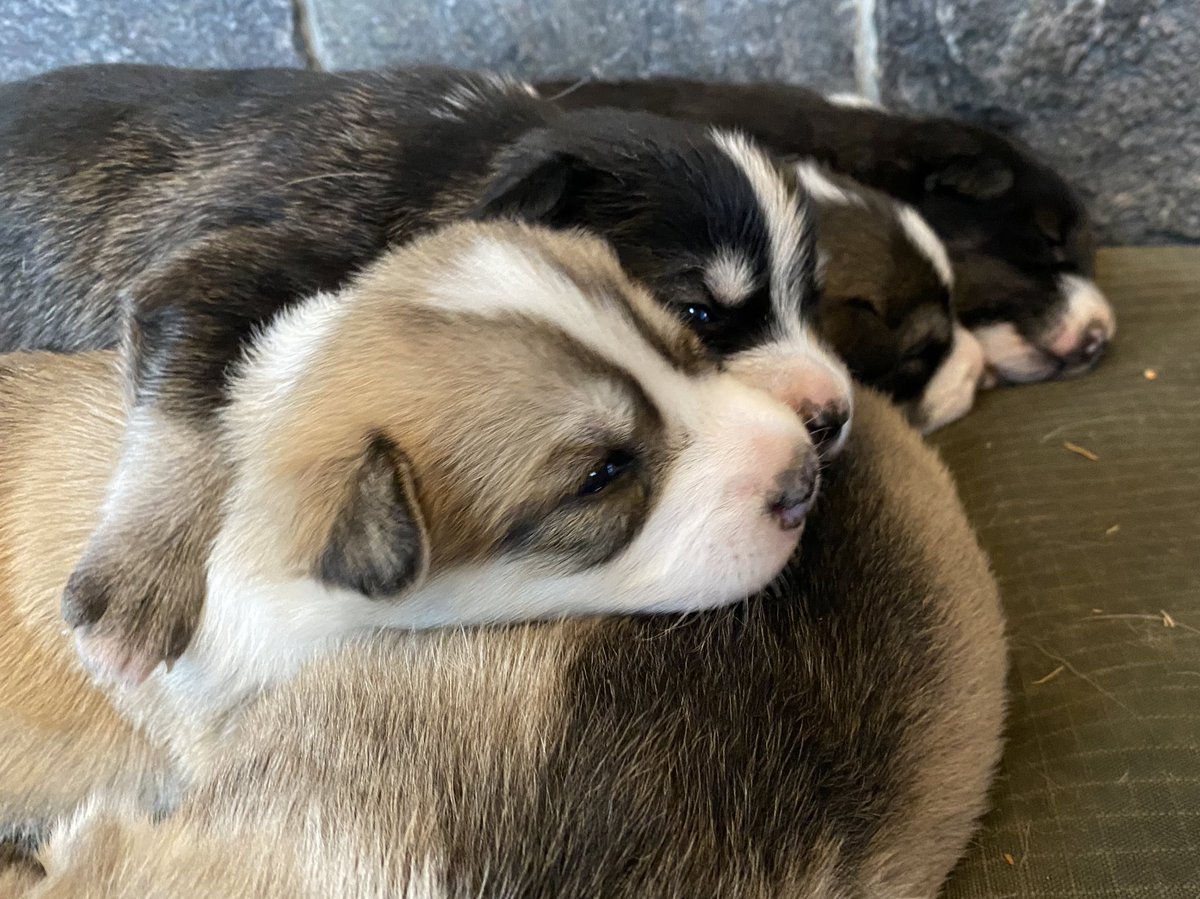 A pile of five husky puppies with their eyes slightly open. One of them lies sideways and the other four rest in a perfect line. One has its arm around the other’s back. They have spotted noses.