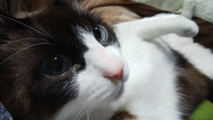 猫の日なので
ジャンボねこkawaii 