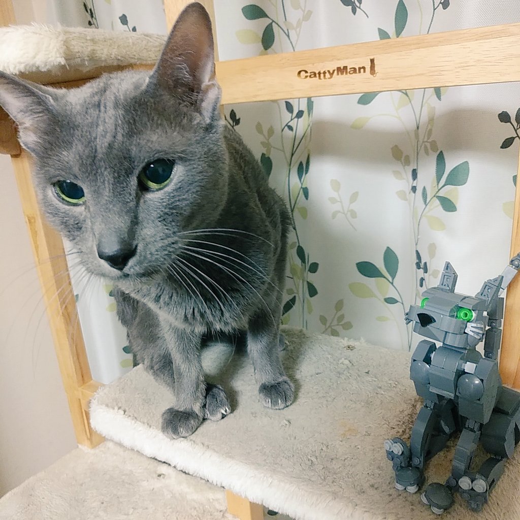 block_hakase's tweet photo. 今日はネコの日
ウチのネコとレゴのネコとのコラボショット！
ついでにぬいぐるみも!!
2/22 22:22にアップ!!
#猫の日 #ネコの日 
#猫の日フォトコンテスト2021 
#猫の日2021 #猫の日ねこじまん 
#猫のいる暮らし #cat
#2月22日は猫の日 
#にゃんにゃんにゃんの日 
#レゴ #LEGO 
#ブロックはかせ https://t.co/bHacw3xoDY