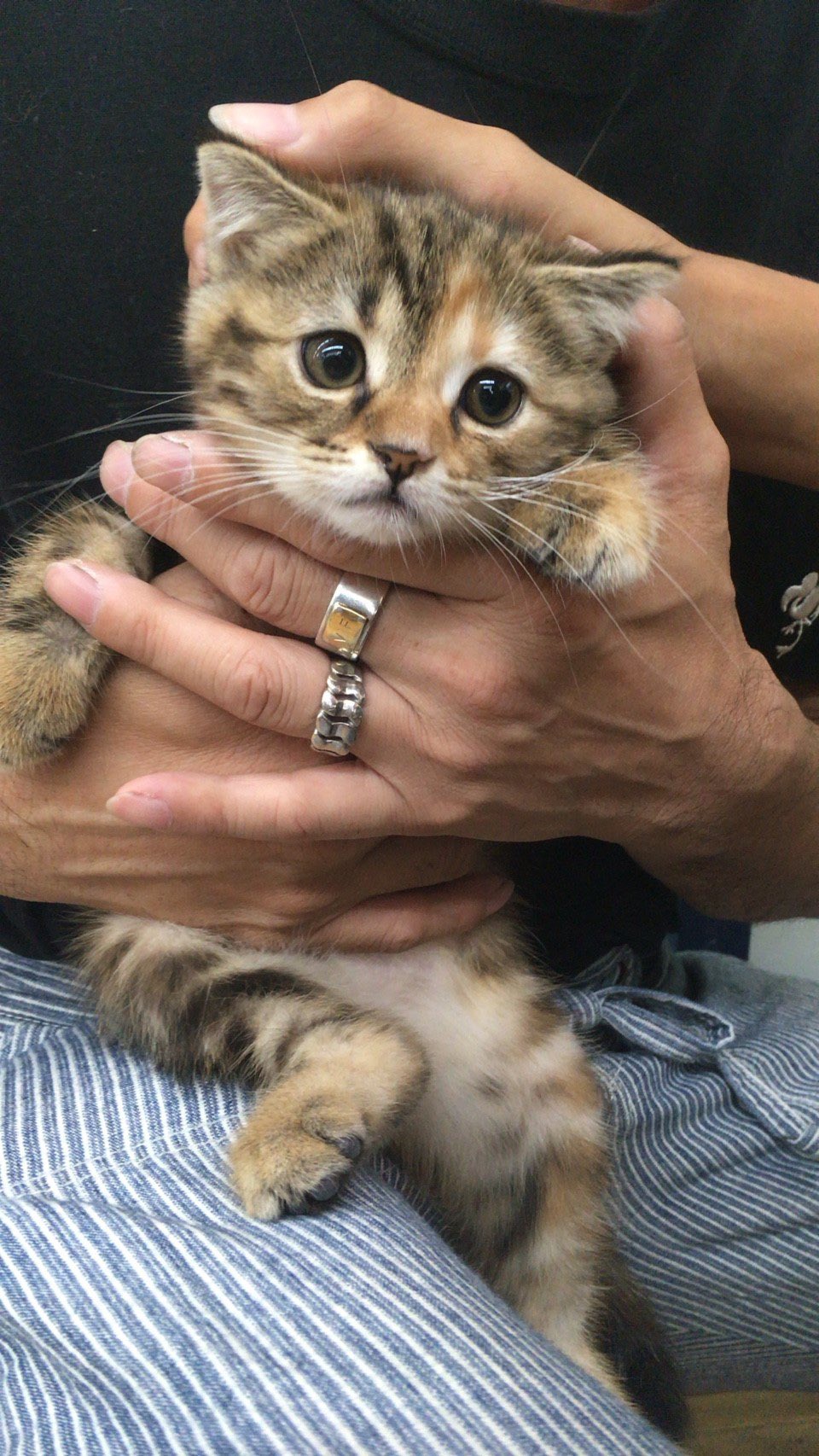 ②猫の日♡限定m(=✧ω✧=)m✧ ✧ ✧ 白猫♡白猫　猫ひな人形 白猫夏鬼(しらねこなつき) on X: 