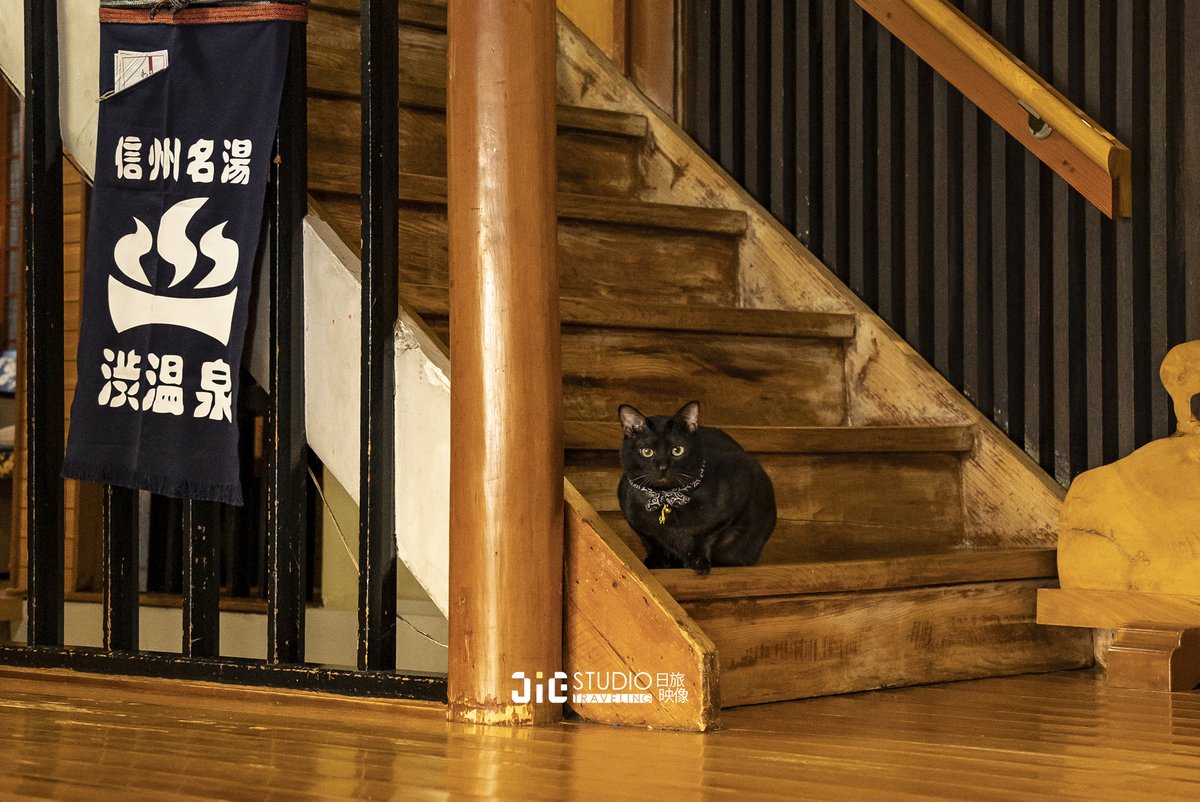 Jiestudio Traveling 日 旅 映 像 猫の日 渋温泉 洗心館松屋 今日は猫の日だ ニャー ニャー ニャー この猫は洗心館松屋の主人かもしれません 笑 Jiestudio Traveling 日 旅 映 像 猫の日 渋温泉 洗心館松屋 今日は猫の日だ ニャー ニャー ニャー この猫は洗心館松屋の主人かもしれません 笑