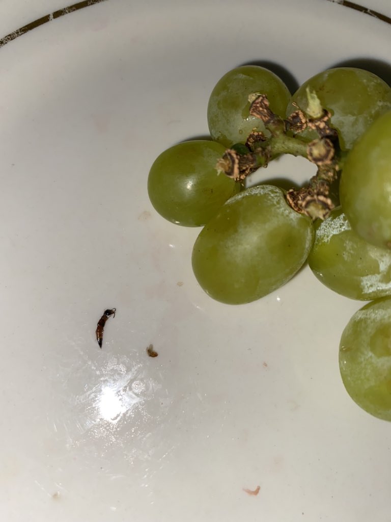 Emma Brown on Twitter "Hi Tesco , please can you tell me what on