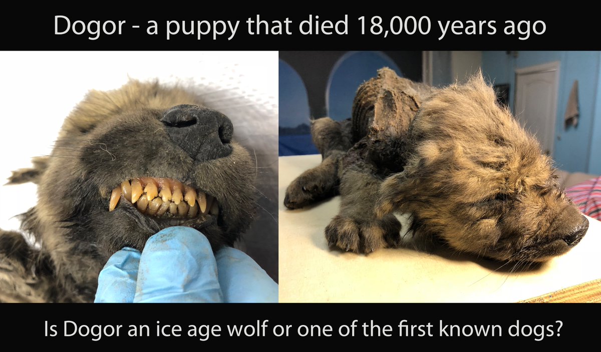 Twitter, we need your help!

Where should we focus our efforts next? 

1) Sequence more DNA to find out if this 18,000 year old puppy is a wolf or dog?

2) Or try to break the record for “oldest DNA” (see link)?

- RT for Dogor🐶

- Like for “older DNA”🦣

nature.com/articles/s4158…