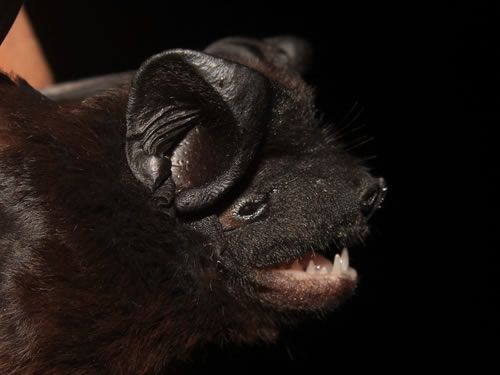 cklistjournal's tweet photo. Noteworthy records of bats (Mammalia, Chiroptera) from southeastern Peru
https://t.co/b4AnvBrV7S
#Diskwingedbat #freetailedbat #MadredeDios #Molossidae #Thyroptera https://t.co/Ne6NFbIoWu