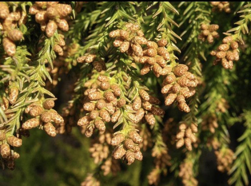 ট ইট র Zheng 我有30多年的花粉症历 到现在也得吃药 刚来的时候到了这个季节一天能打100个喷嚏 吃过各种药 现在我只服用一种药 アレロック 到内科或者耳鼻喉科要 アレロック 的药试试看 老药很管用 特别是对眼睛痒 皮肤痒等症状都好用