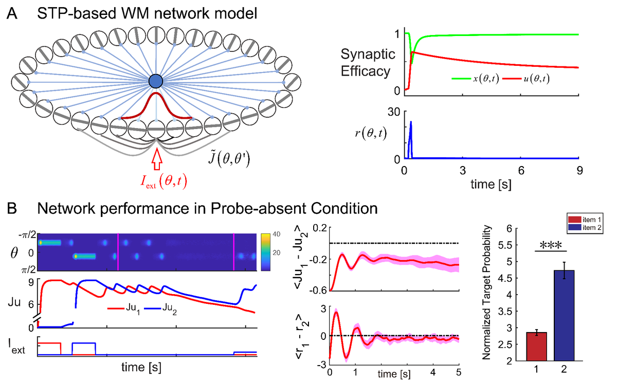 We then build a #continuous_attractor_network incorporating short-term neural plasticity (#STP) to simulate the “dynamic perturbation” process and fully reproduce our behavioral findings. We also predict the effective time window for the #order_reversal manipulation. 4/